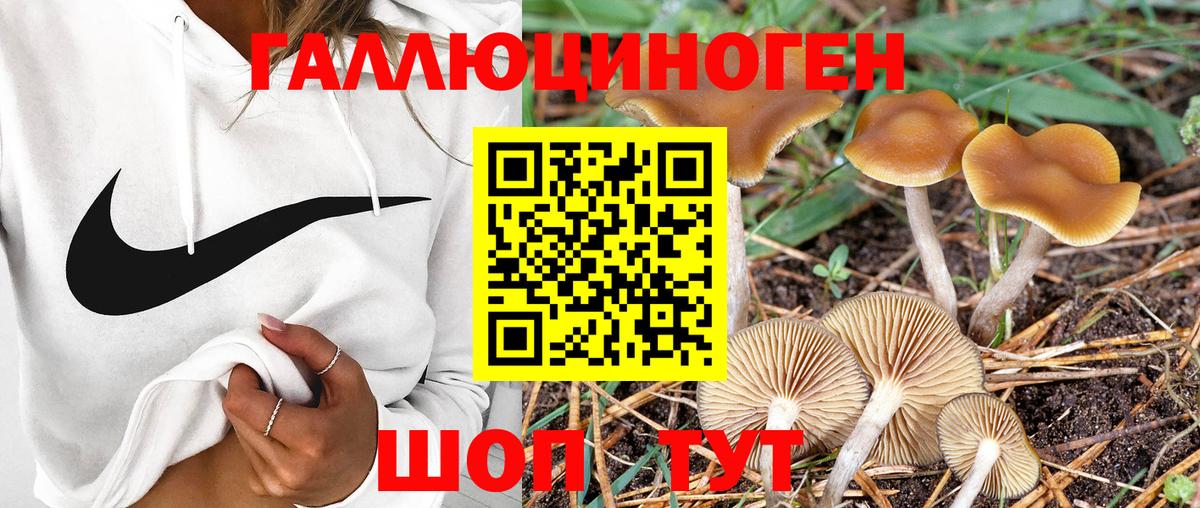 Новоалександровск  даркнет сайт  Вход с VPN  Псилоцибиновые грибы мицелий 